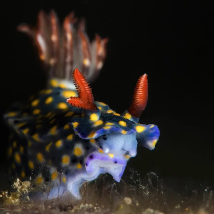 www.google.com/search?q=nudibranch
